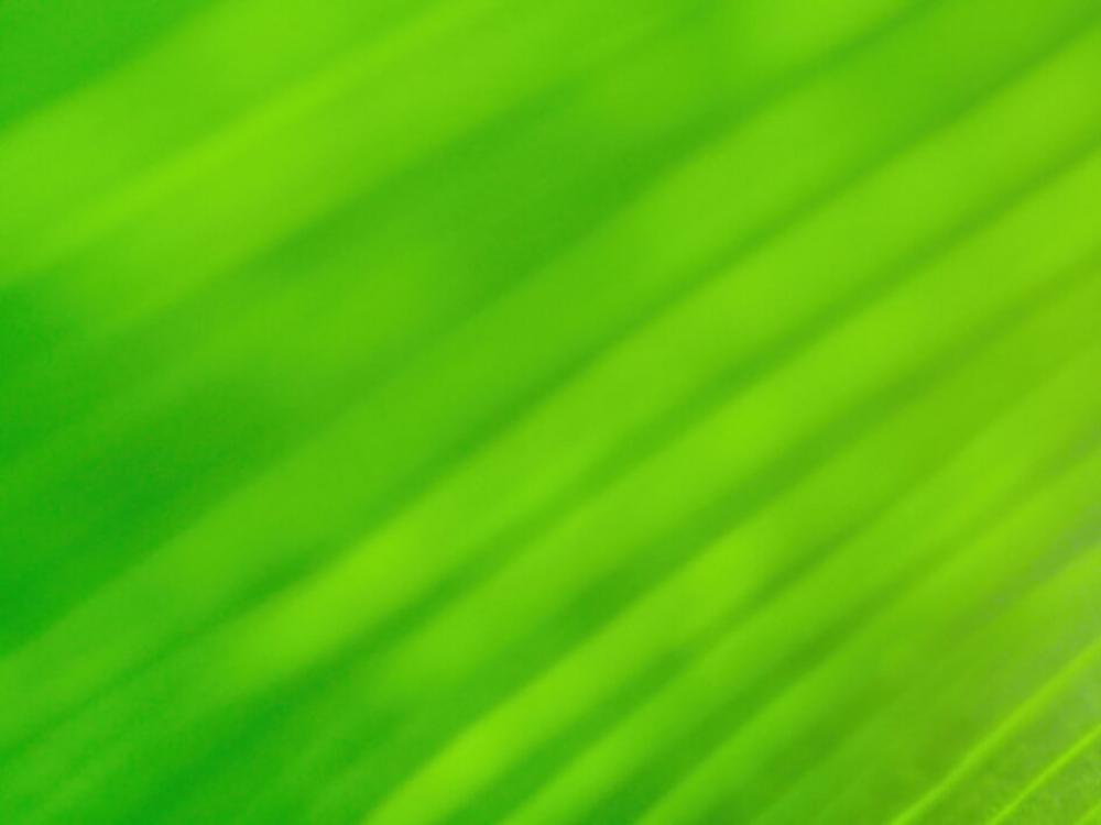 Green Abstract Leaf No Cost Stock Image Green Abstract Leaf No Cost Stock Image