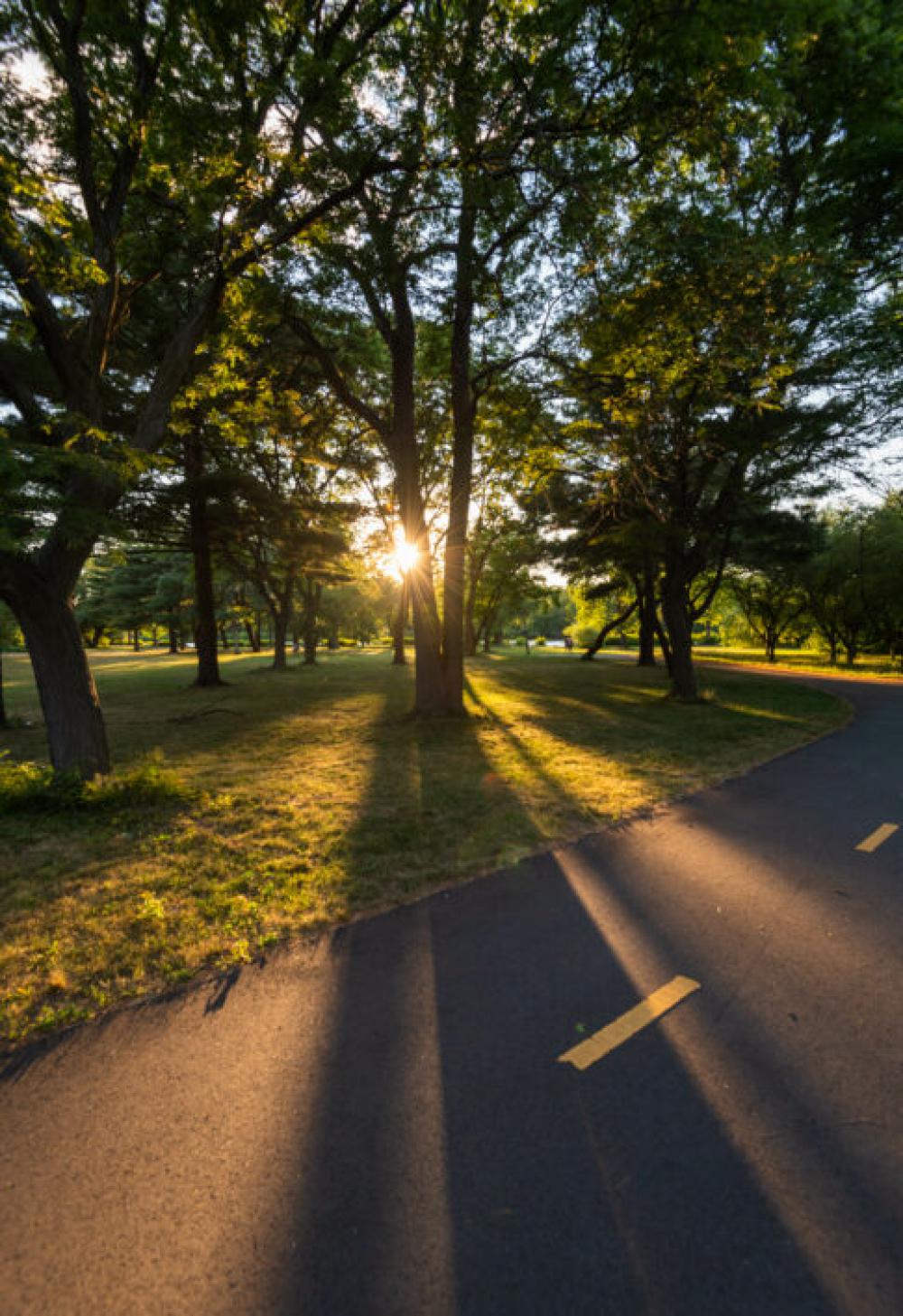 Sun Trees Park No Cost Stock Image Sun Trees Park No Cost Stock Image