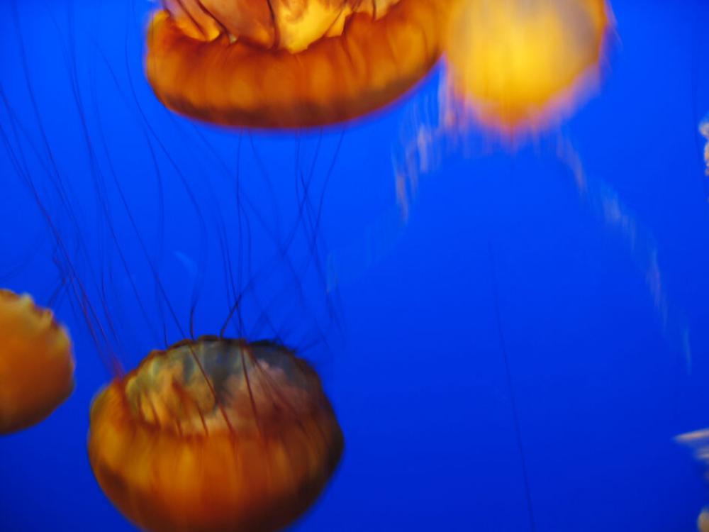 Jelly Fish Water No Cost Stock Image Jelly Fish Water No Cost Stock Image