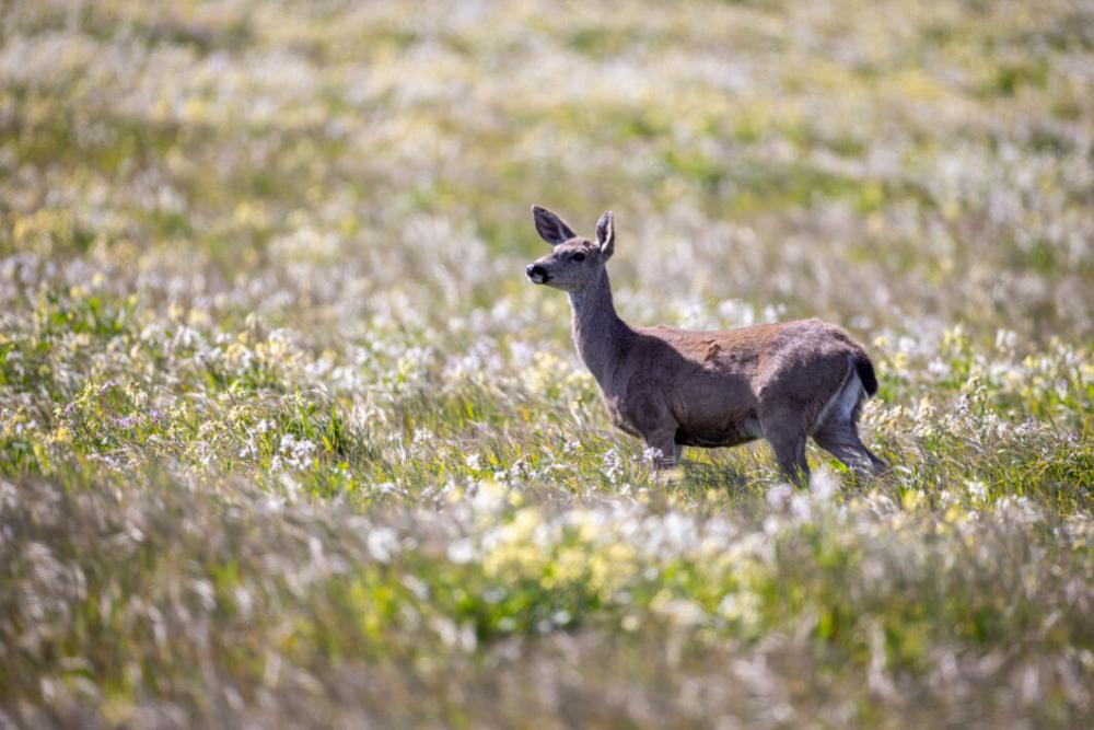 Deer Animal Wildlife No Cost Stock Image Deer Animal Wildlife No Cost Stock Image