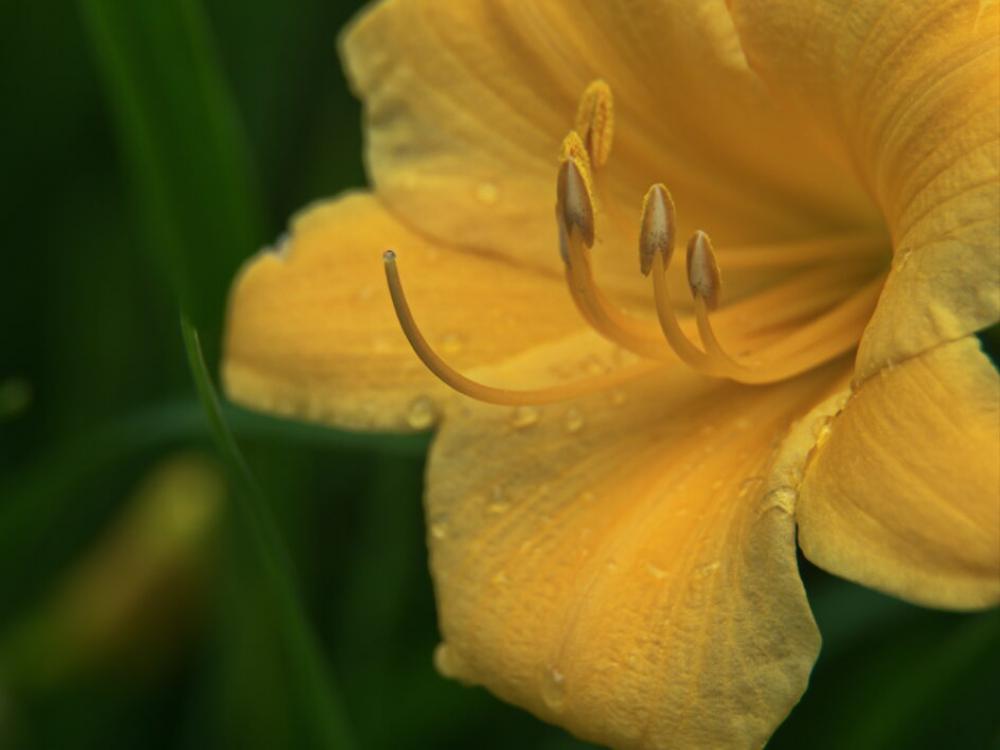 Yellow Lily Close Free Stock Photo Yellow Lily Close Free Stock Photo