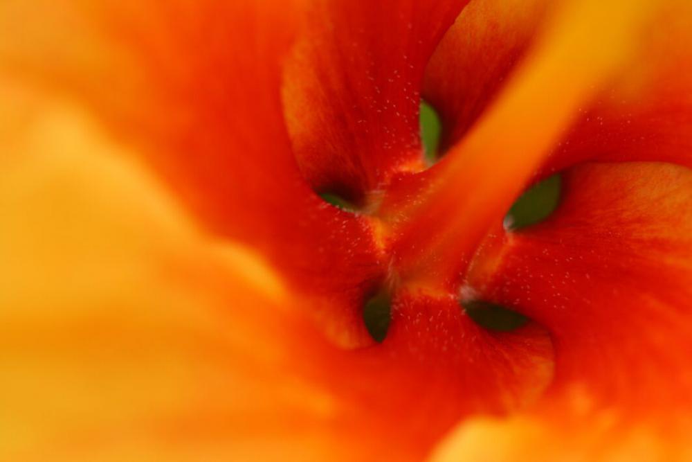 Flower Macro Abstract Free Stock Photo Flower Macro Abstract Free Stock Photo