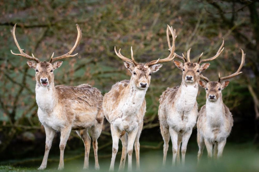 Deer Herd Group Free Stock Photo Deer Herd Group Free Stock Photo