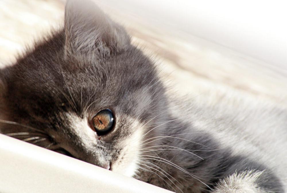 Cute Cat Close Free Stock Photo Cute Cat Close Free Stock Photo