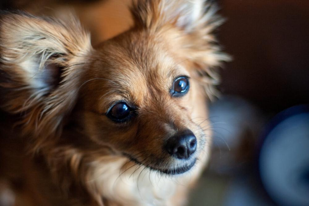 Puppy Cute Eyes Free Stock Photo Puppy Cute Eyes Free Stock Photo