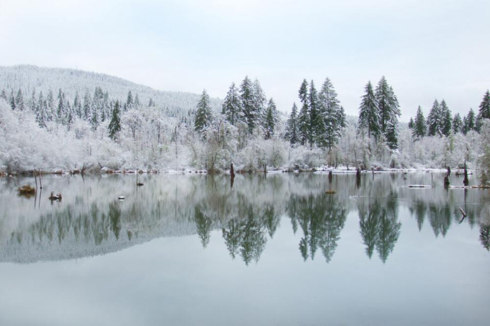 Winter Pond Reflection Free Stock Photo Winter Pond Reflection Free Stock Photo
