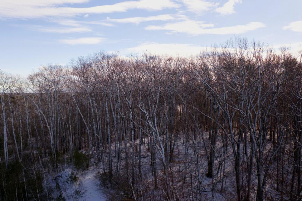 Winter Forest Snow Free Stock Photo Winter Forest Snow Free Stock Photo