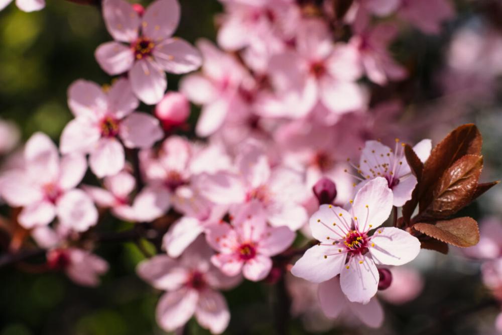 Cherry tree blossom closeup 2 Cherry tree blossom closeup 2
