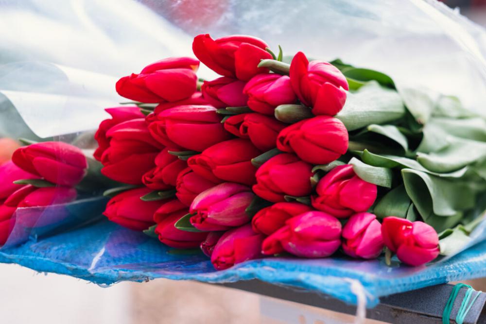 Pink tulips 7 Pink tulips 7