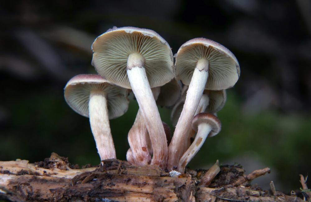 Wild Mushrooms Forest Free Stock Photo Wild Mushrooms Forest Free Stock Photo