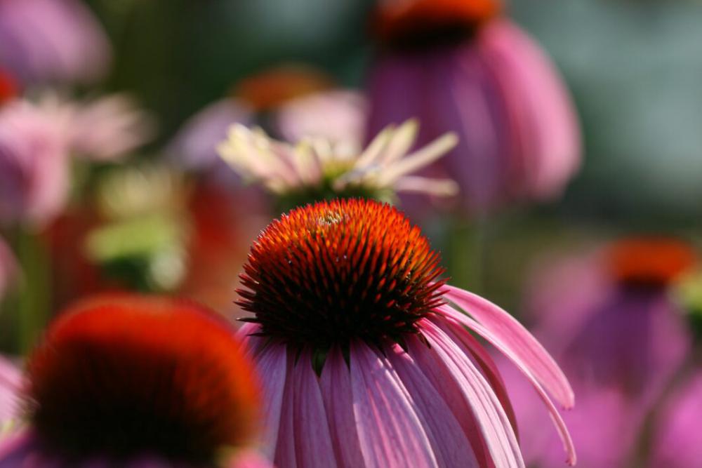 Flower Macro Garden Free Stock Photo Flower Macro Garden Free Stock Photo