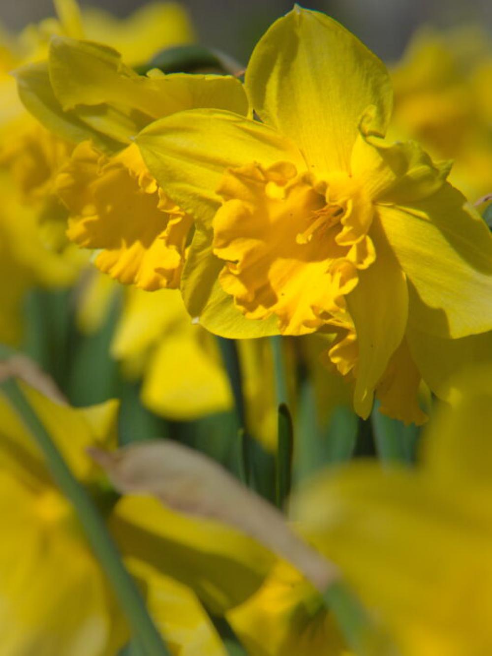 Spring Flowers Garden Free Stock Photo Spring Flowers Garden Free Stock Photo