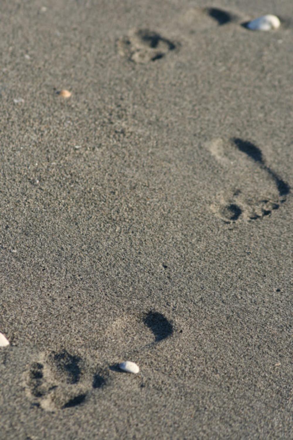 Footprints Sand Beach Free Stock Photo Footprints Sand Beach Free Stock Photo