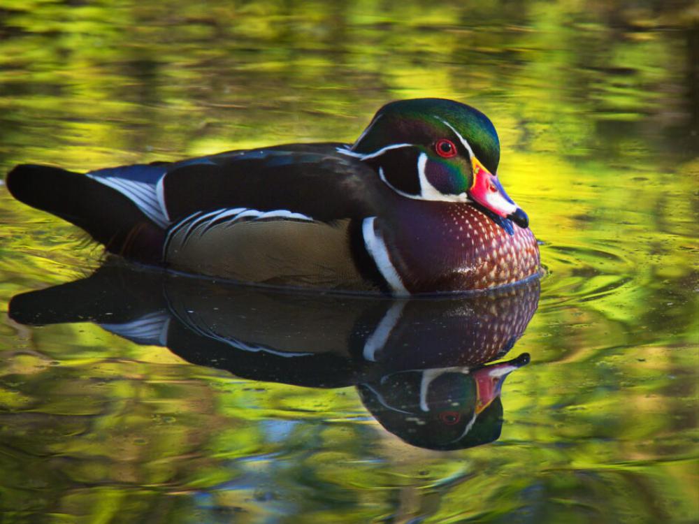 Duck Water Bird Free Stock Photo Duck Water Bird Free Stock Photo