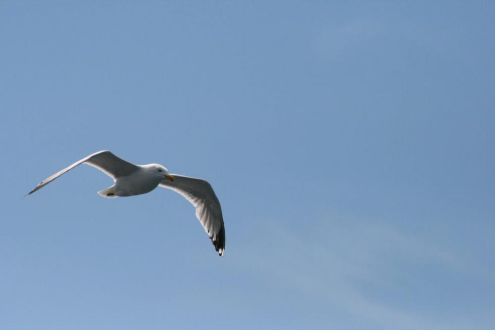 Seagull Flying Sky Free Stock Photo Seagull Flying Sky Free Stock Photo