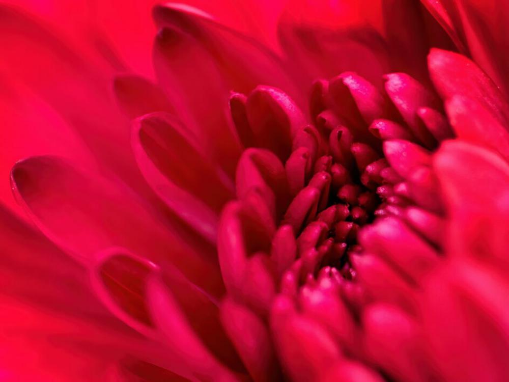 Flower Blossom Macro Free Stock Photo Flower Blossom Macro Free Stock Photo