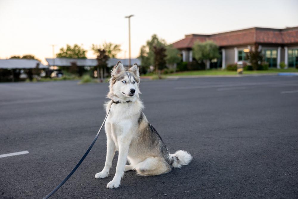 Siberian Dog Animal Free Stock Photo Siberian Dog Animal Free Stock Photo