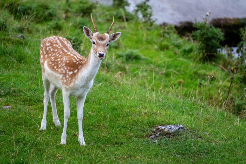Nature Deer Animal Free Stock Photo Nature Deer Animal Free Stock Photo