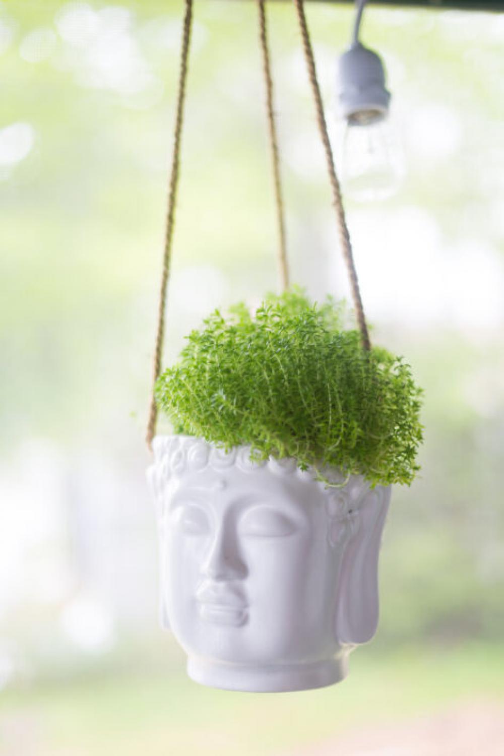 Hanging Plant Home Free Stock Photo Hanging Plant Home Free Stock Photo