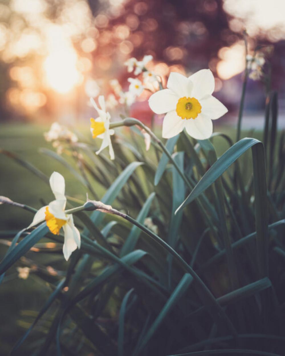 Spring Flowers Garden Free Stock Photo Spring Flowers Garden Free Stock Photo