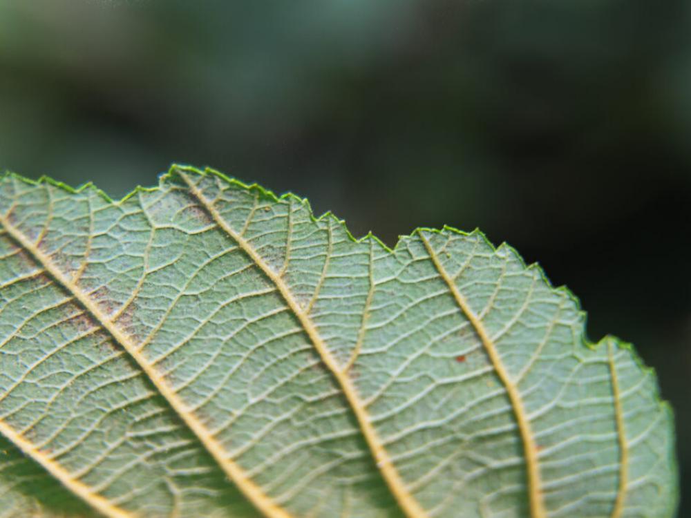 Leaf Nature Green Free Stock Photo Leaf Nature Green Free Stock Photo