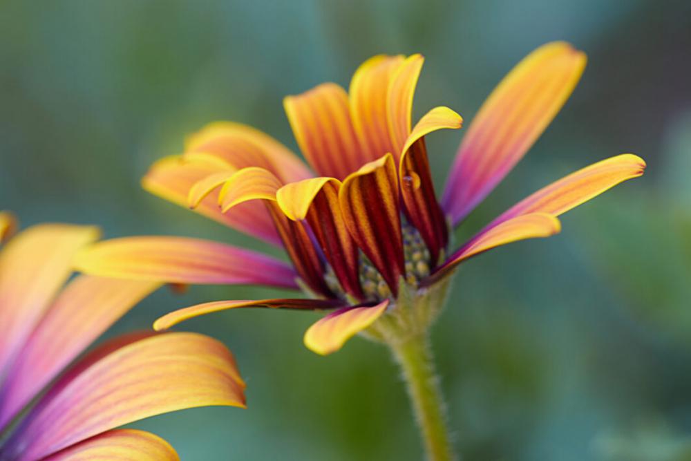 Flower Petals Bloom Free Stock Photo Flower Petals Bloom Free Stock Photo
