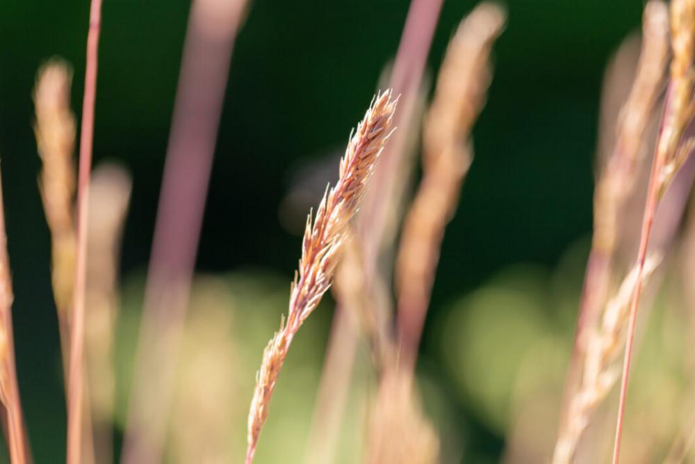 Tall Grass Nature Free Stock Photo Tall Grass Nature Free Stock Photo