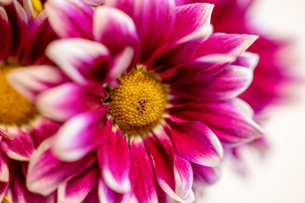 Flower Blossom Close Free Stock Photo Flower Blossom Close Free Stock Photo