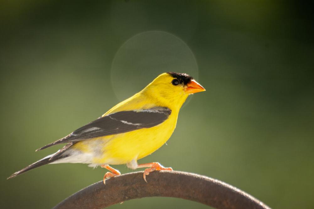 Bird Animal Nature Free Stock Photo Bird Animal Nature Free Stock Photo