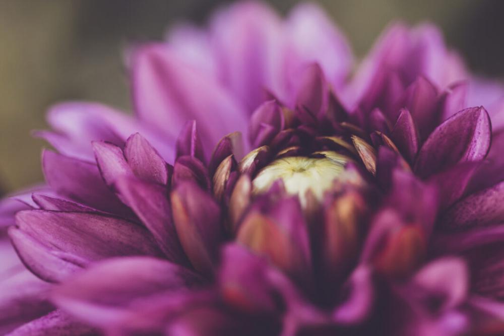 Flower Blossom Macro Free Stock Photo Flower Blossom Macro Free Stock Photo