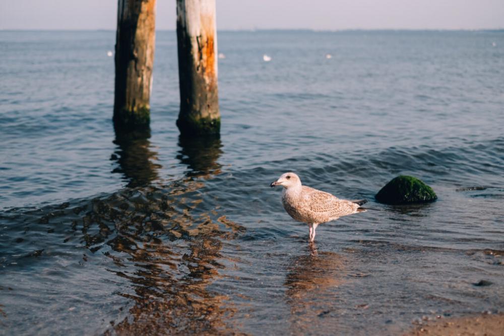 Seagull at the beach Seagull at the beach