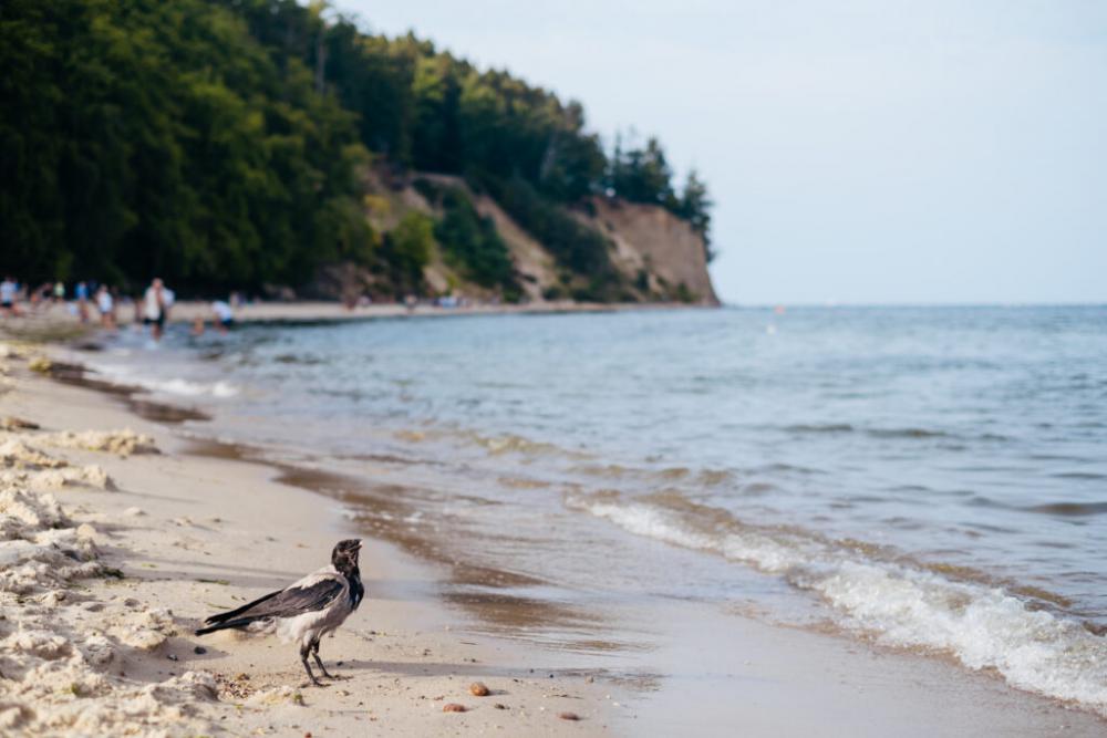 Black hooded crow at the beach Black hooded crow at the beach