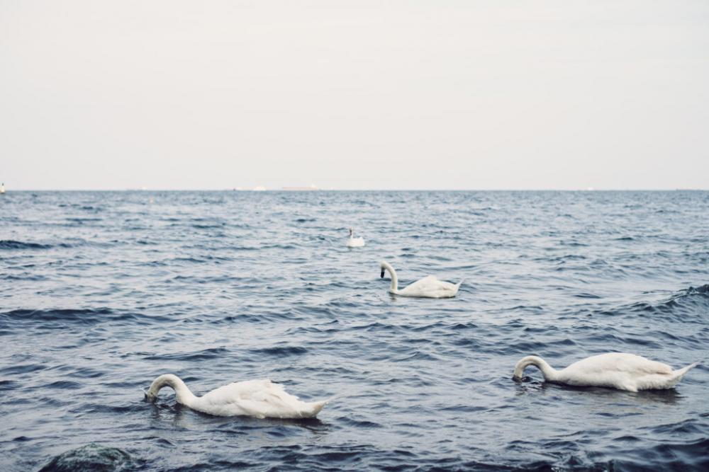 Swans floating in the sea 3 Swans floating in the sea 3