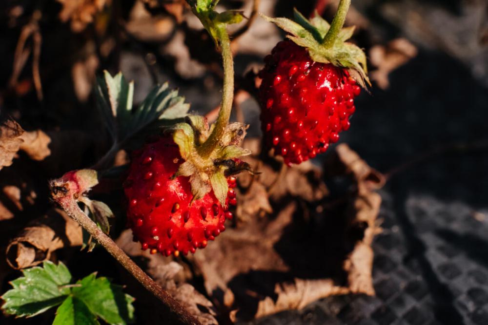 Ripe wild strawberry fruit closeup Ripe wild strawberry fruit closeup