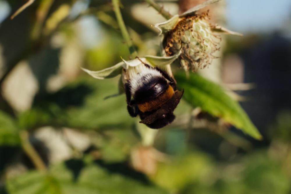 Bumblebee on an unripe raspberry bush 3 Bumblebee on an unripe raspberry bush 3