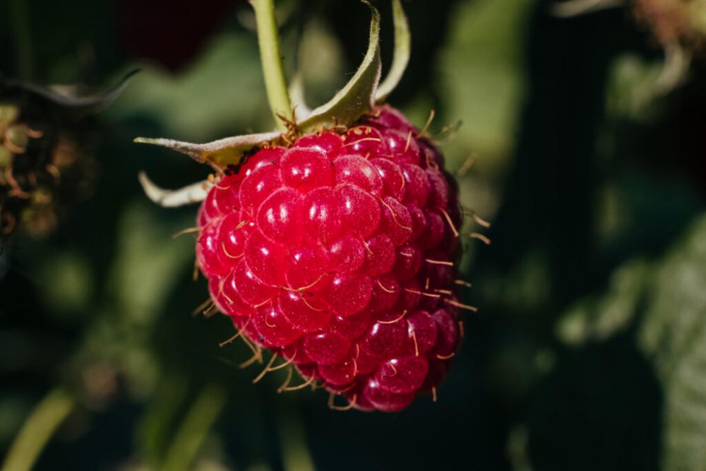 Raspberry fruit closeup Raspberry fruit closeup