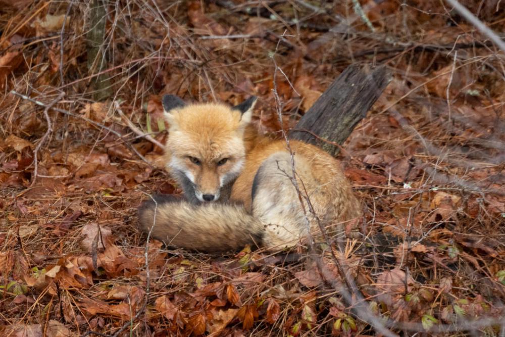 Fox Animal Nature Free Stock Photo Fox Animal Nature Free Stock Photo