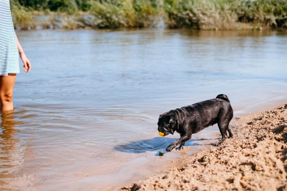 Black Pug playing at the beach 8 Black Pug playing at the beach 8
