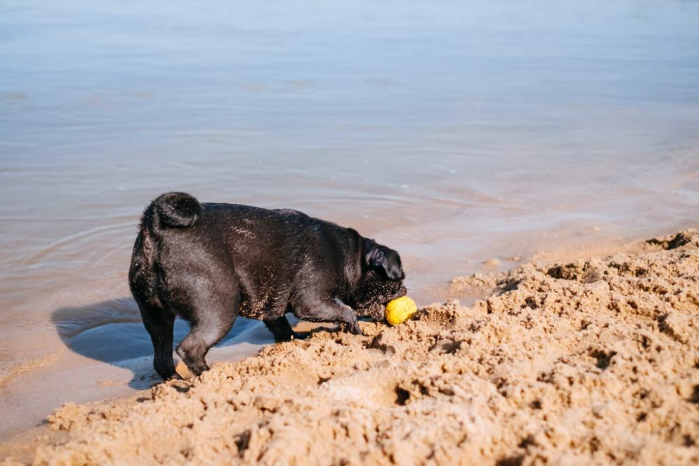 Black Pug playing at the beach 6 Black Pug playing at the beach 6