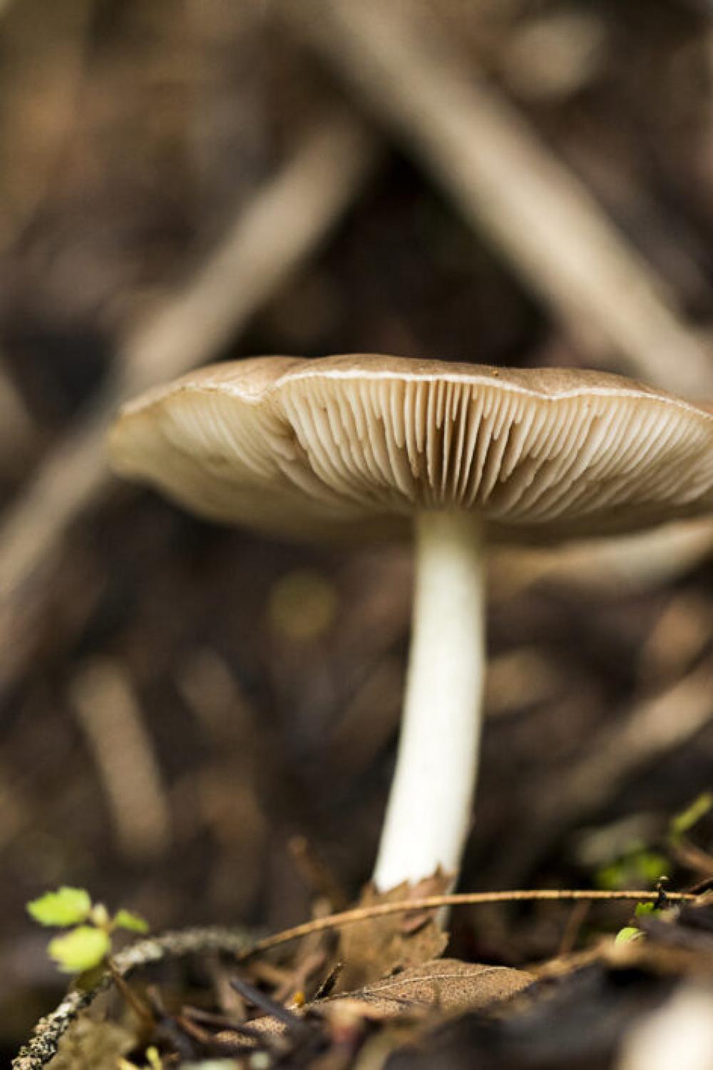 Mushroom Fungus Nature Free Stock Photo Mushroom Fungus Nature Free Stock Photo
