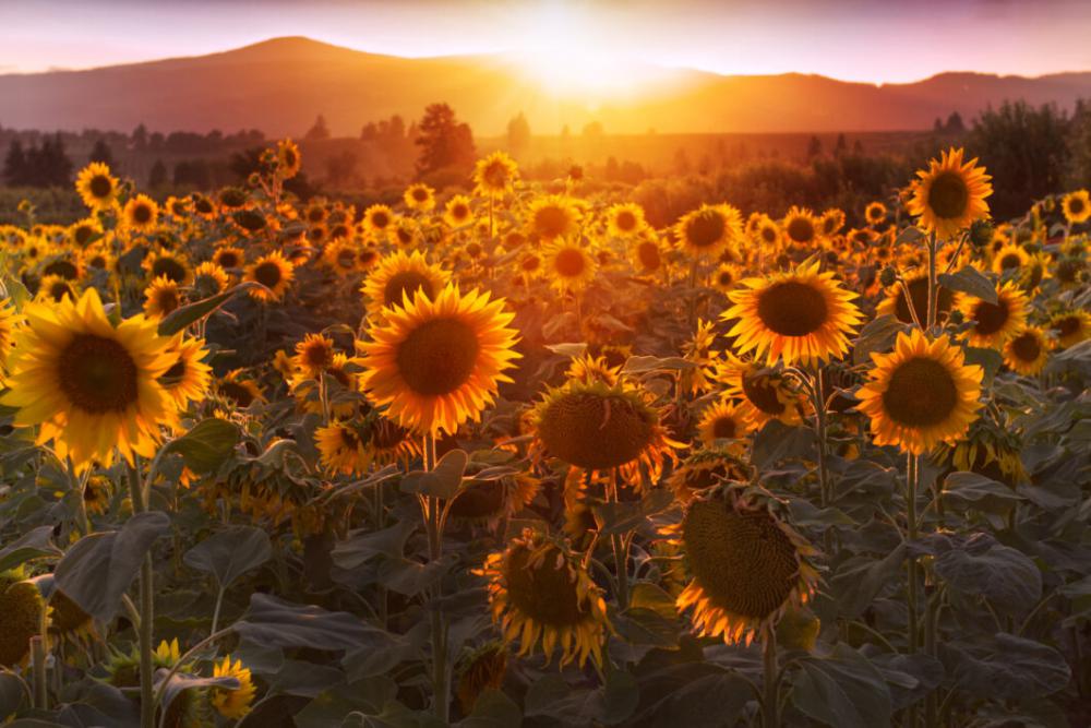 Sunflower Field Bloom Free Stock Photo Sunflower Field Bloom Free Stock Photo