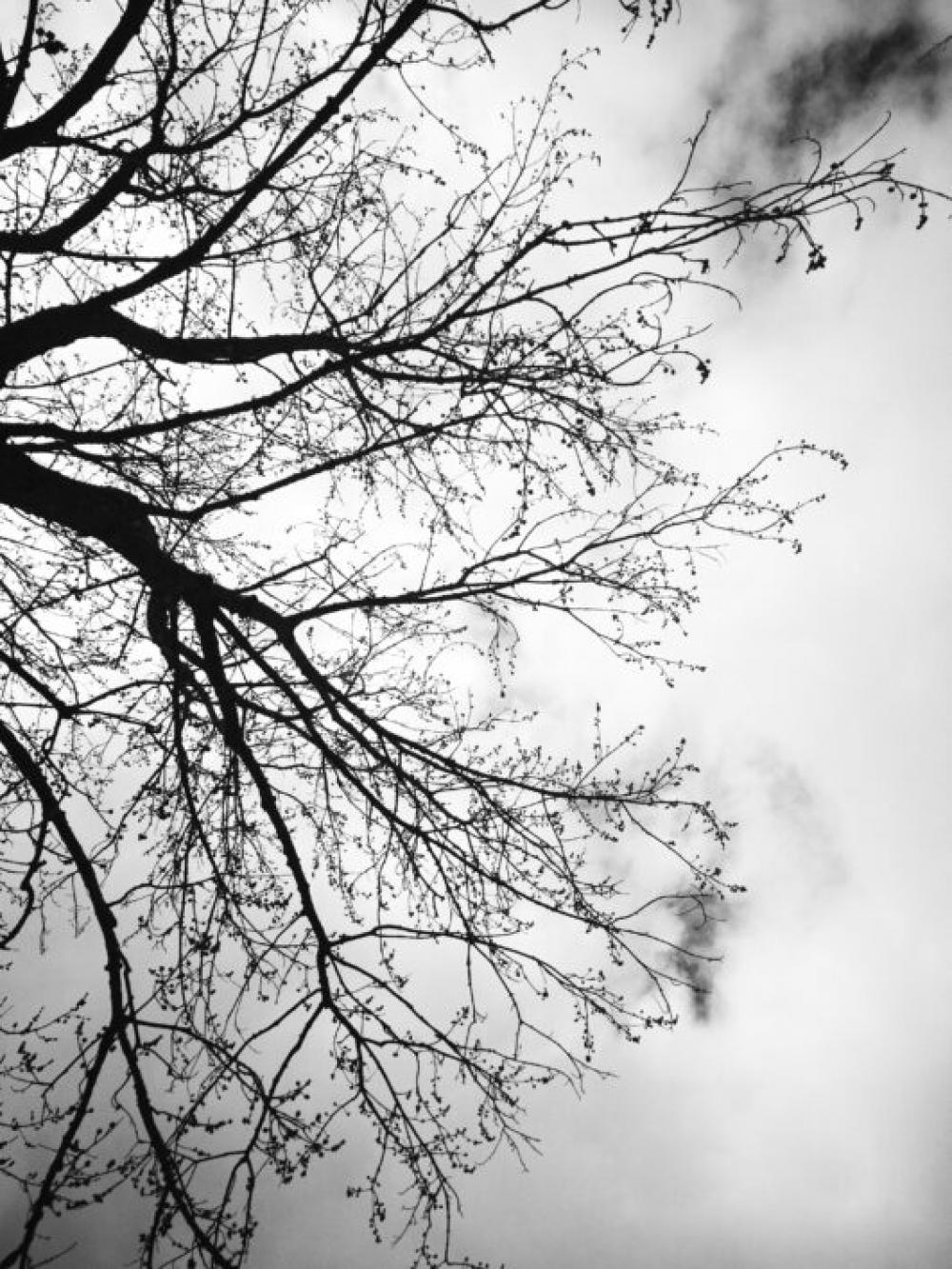 Wood Tree Branches Free Stock Photo Wood Tree Branches Free Stock Photo