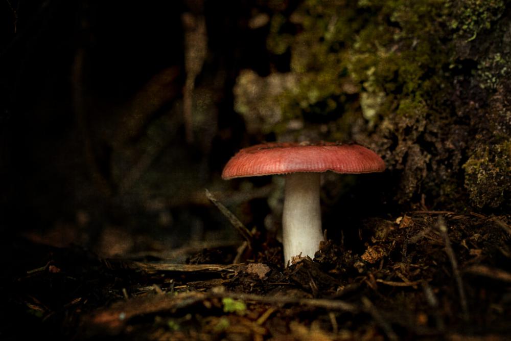 Mushroom Fungus Nature Free Stock Photo Mushroom Fungus Nature Free Stock Photo