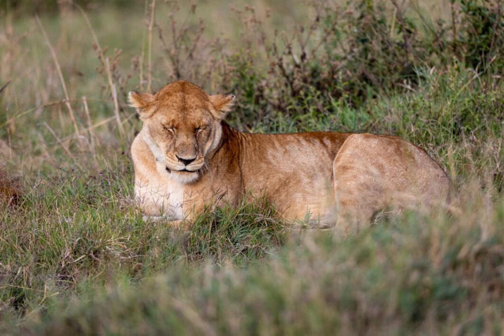 Africa Lion Cat Free Stock Photo Africa Lion Cat Free Stock Photo