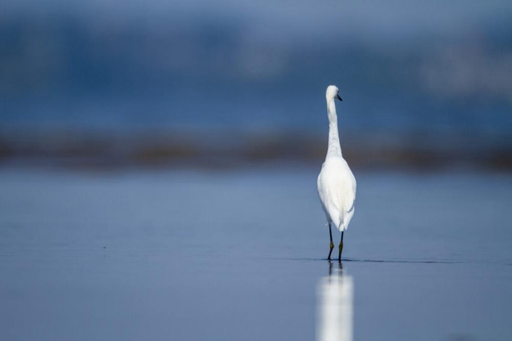 Water Bird Animal Free Stock Photo Water Bird Animal Free Stock Photo