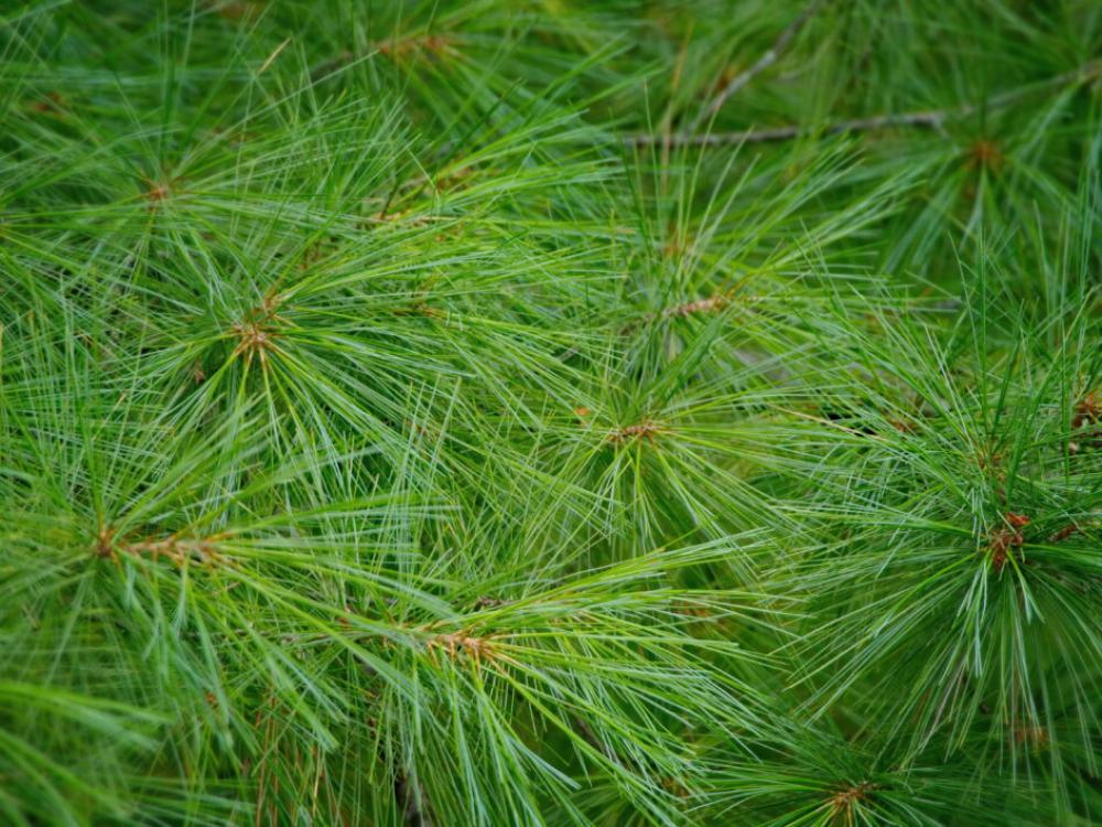 Forest Tree Needles Free Stock Photo Forest Tree Needles Free Stock Photo