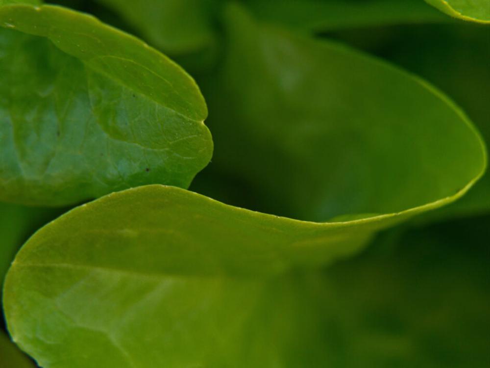 Green Leaf Nature Free Stock Photo Green Leaf Nature Free Stock Photo