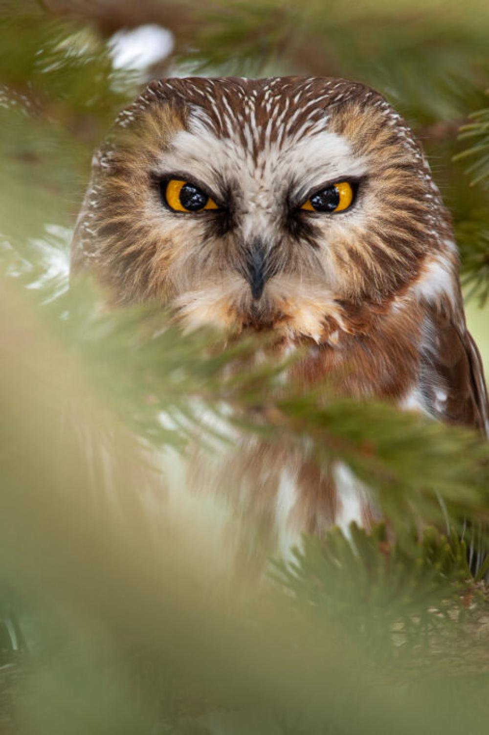 Owl Eyes Nature Free Stock Photo Owl Eyes Nature Free Stock Photo