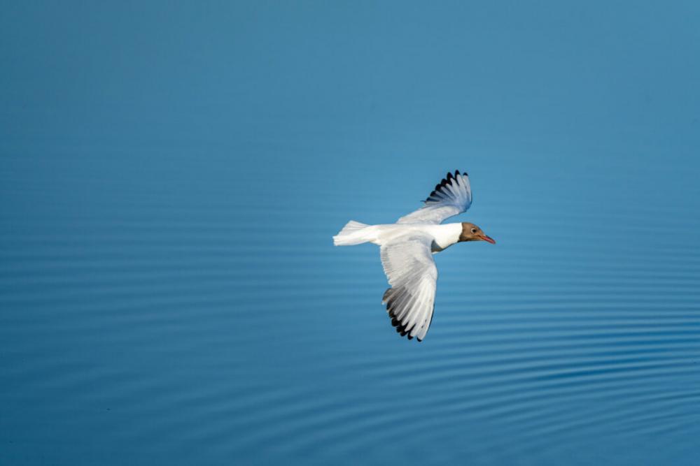 Flying Bird Sky Free Stock Photo Flying Bird Sky Free Stock Photo
