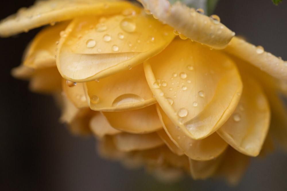 Dew Drops Flower Free Stock Photo Dew Drops Flower Free Stock Photo